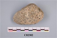 藏品(珊瑚化石)的圖片